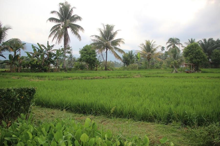 Ambow Homestay Jungle Trekking & Village Tour ブキットラワン エクステリア 写真
