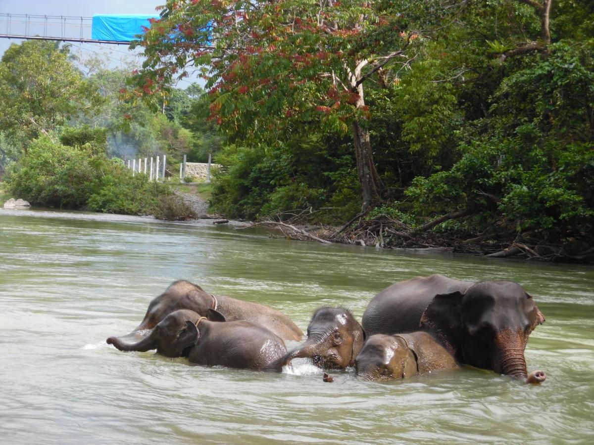 Ambow Homestay Jungle Trekking & Village Tour ブキットラワン エクステリア 写真